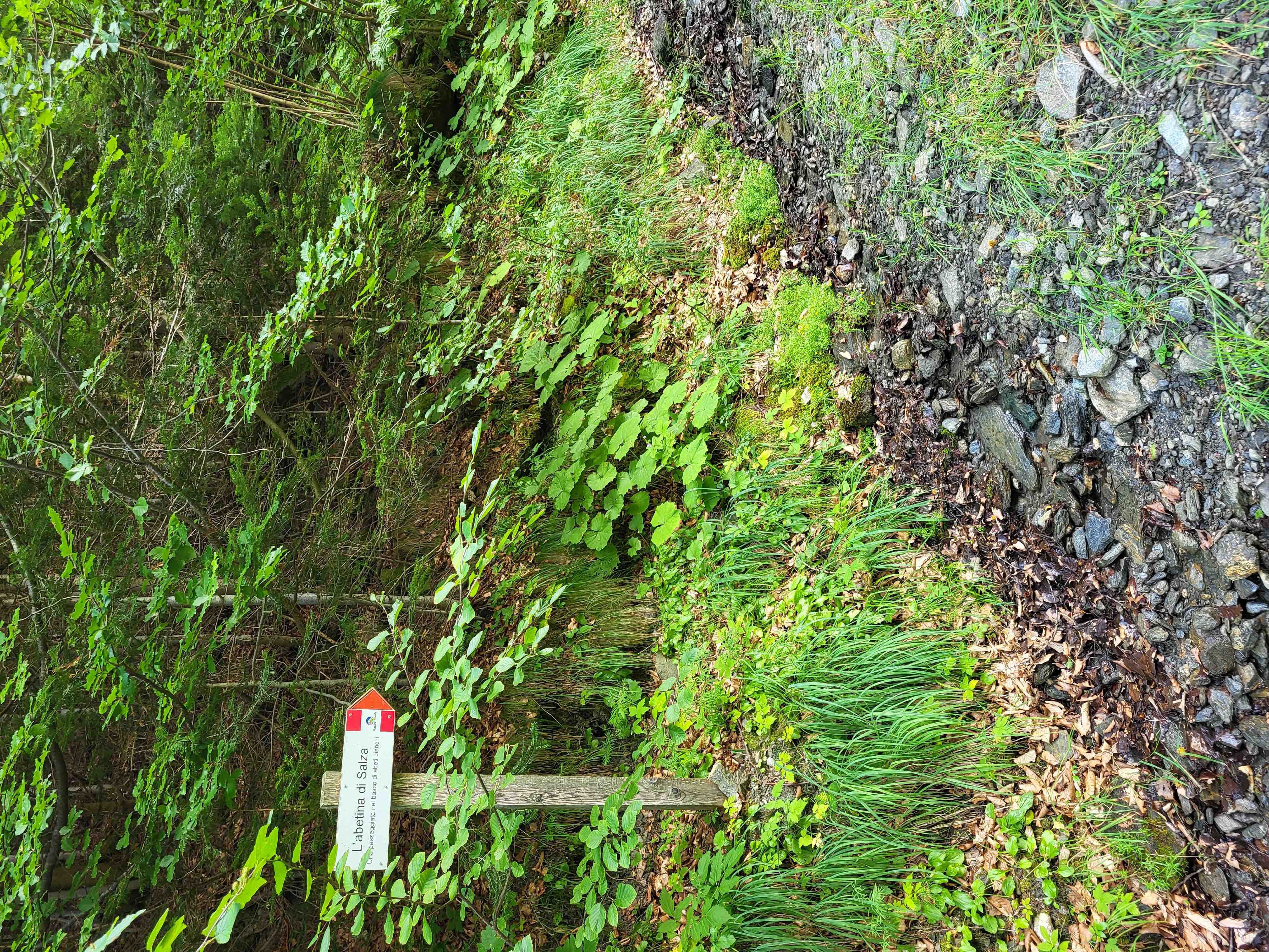 Bergeria alpe Salza