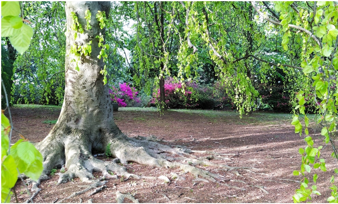 Parco Comunale Villa Widemann