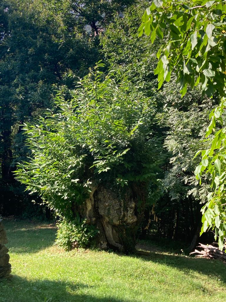 Castagno secolare
