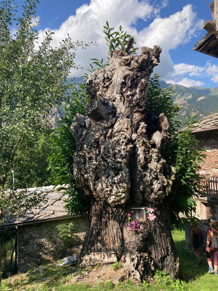 Castagno secolare