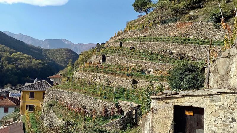 Anello del Ramìe