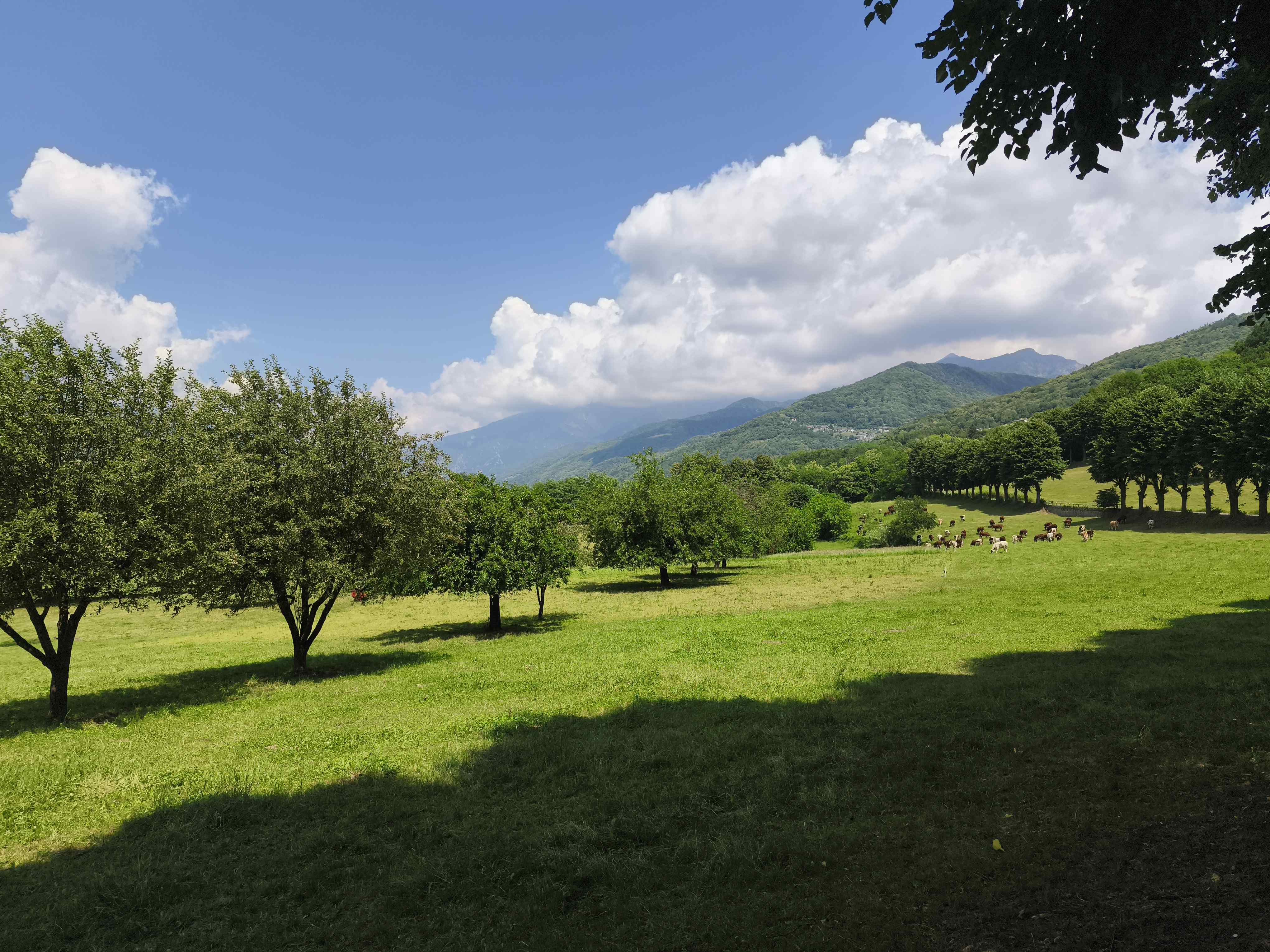 Panorama